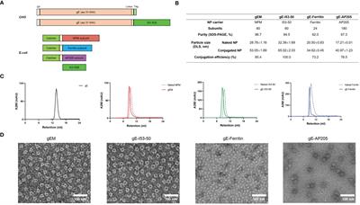 A nanoparticle vaccine displaying varicella-zoster virus gE antigen induces a superior cellular immune response than a licensed vaccine in mice and non-human primates